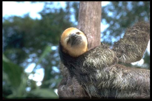 sloth!